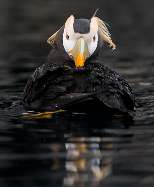 Tufted Puffin at the Alaska SeaLife Center