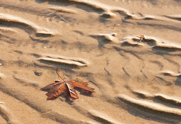 Fall leaf at Plumb Beach